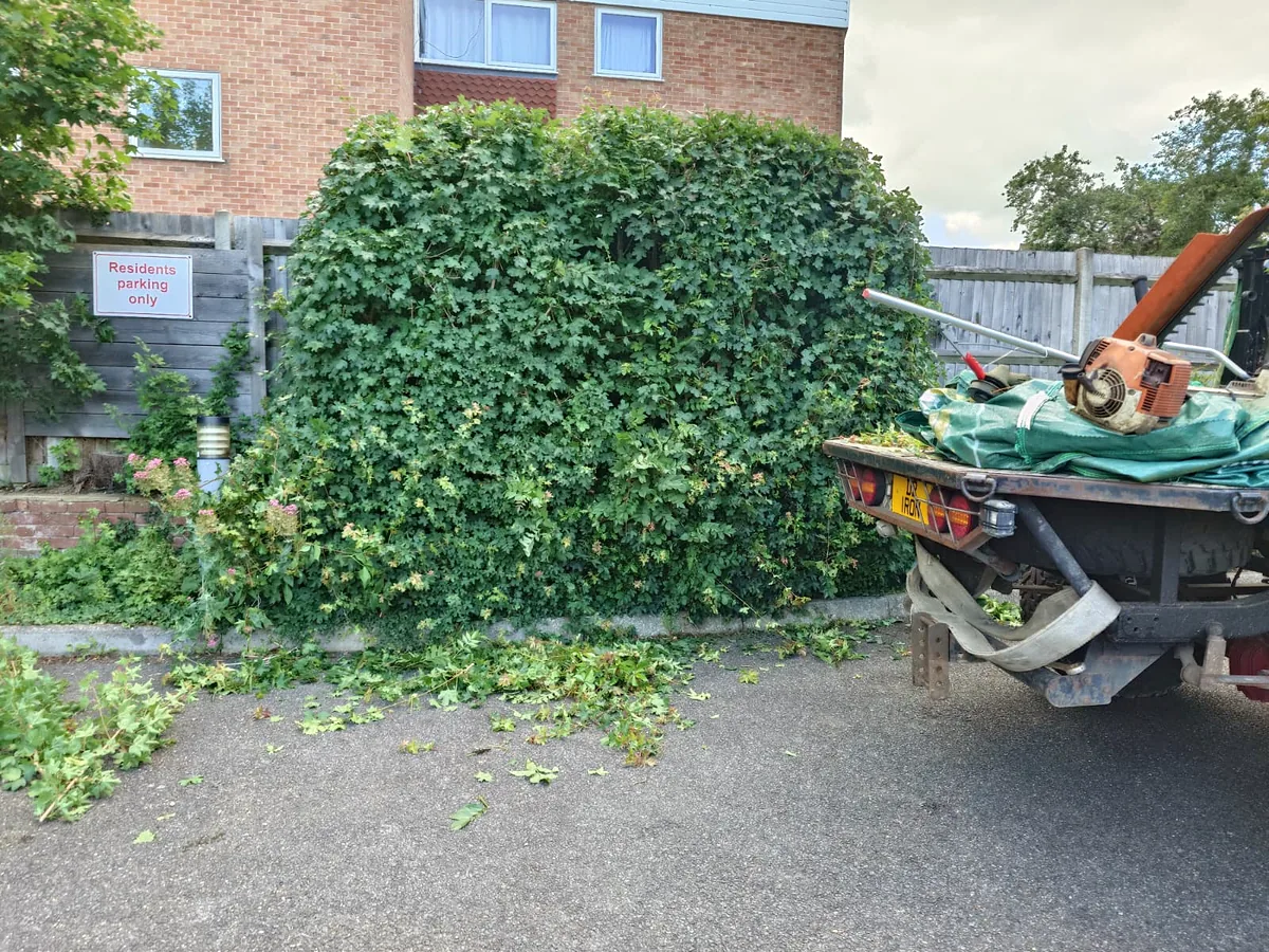 Hedge Trimming & Cutting in action